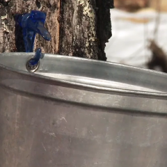 Beyond the Kitchen "Tapping Maple Trees"
