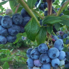 Beyond the Kitchen - "Libby and Son U-Picks Blueberries"