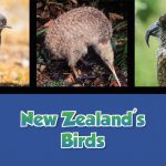 New Zealand’s Birds