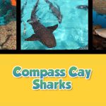 Twice as Good - Compass Cay Sharks