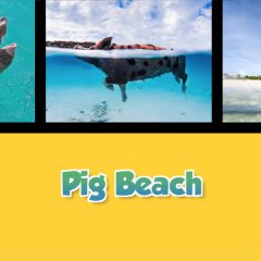 Twice as Good - Pig Beach