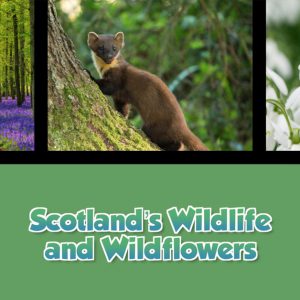 A Taste of Scotland: Beyond the Kitchen - Scotland's Wildlife and Wildflowers