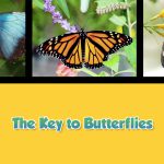 Twice as Good, Beyond the Kitchen: A Taste of Key West - The Keys to Butterflies