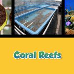 Twice as Good - Beyond the Kitchen: A Taste of Key West - Coral Reefs