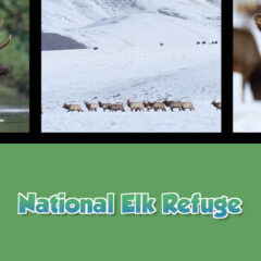 Twice as Good - Beyond the Kitchen: National Elk Refuge